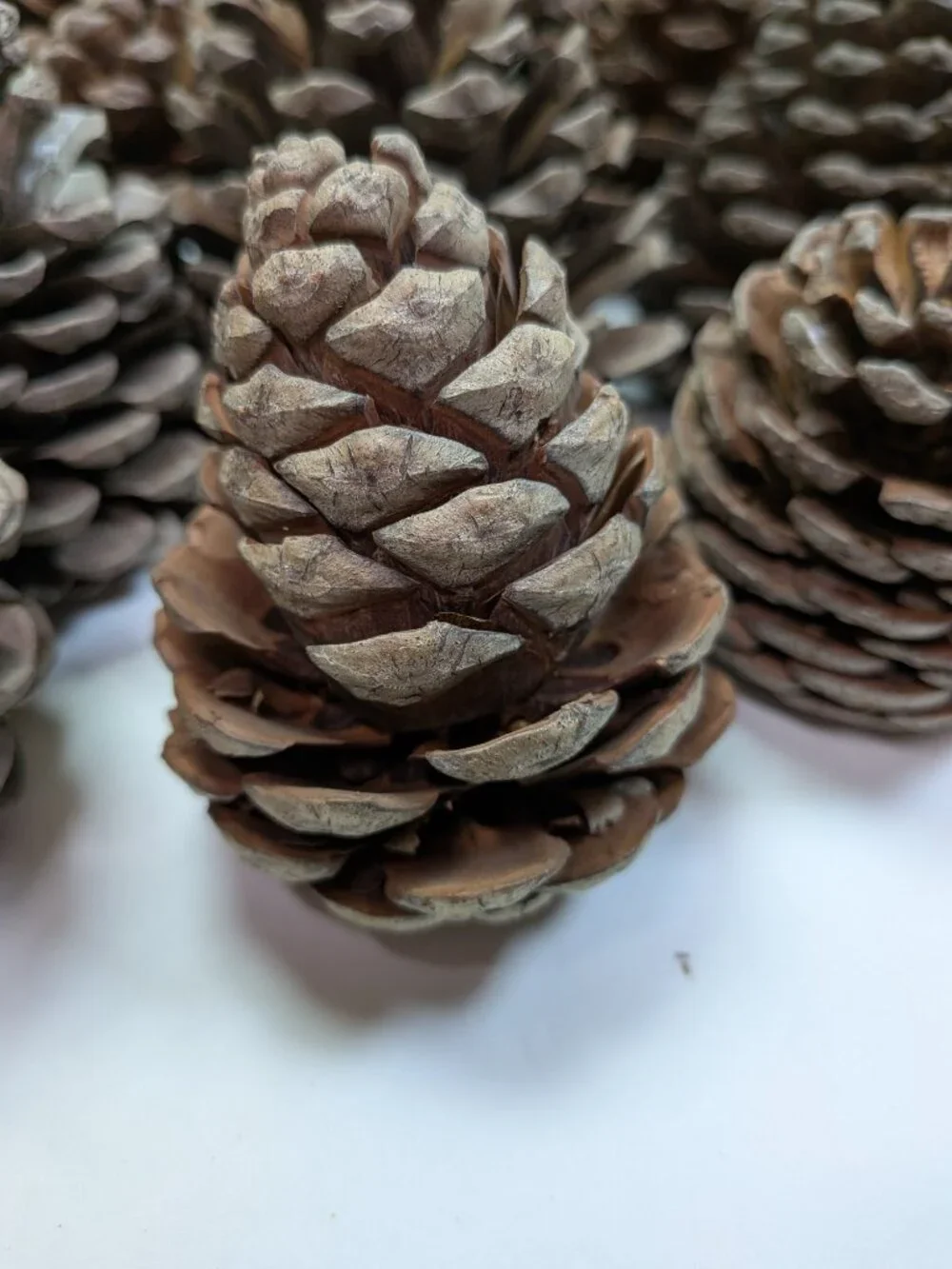40 Extra Thick Natural Real Pinecones 3